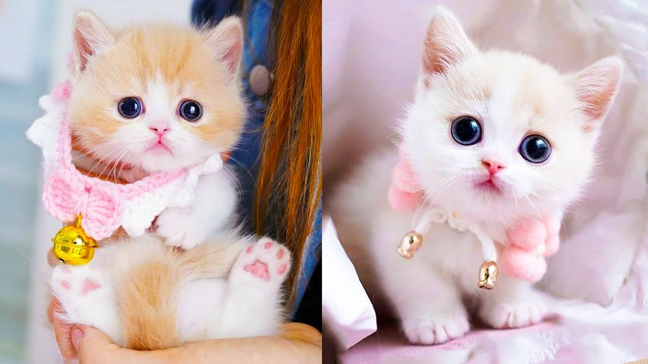 Tumblr: everybodyicons  Pretty cats, Baby cats, Cute cat memes