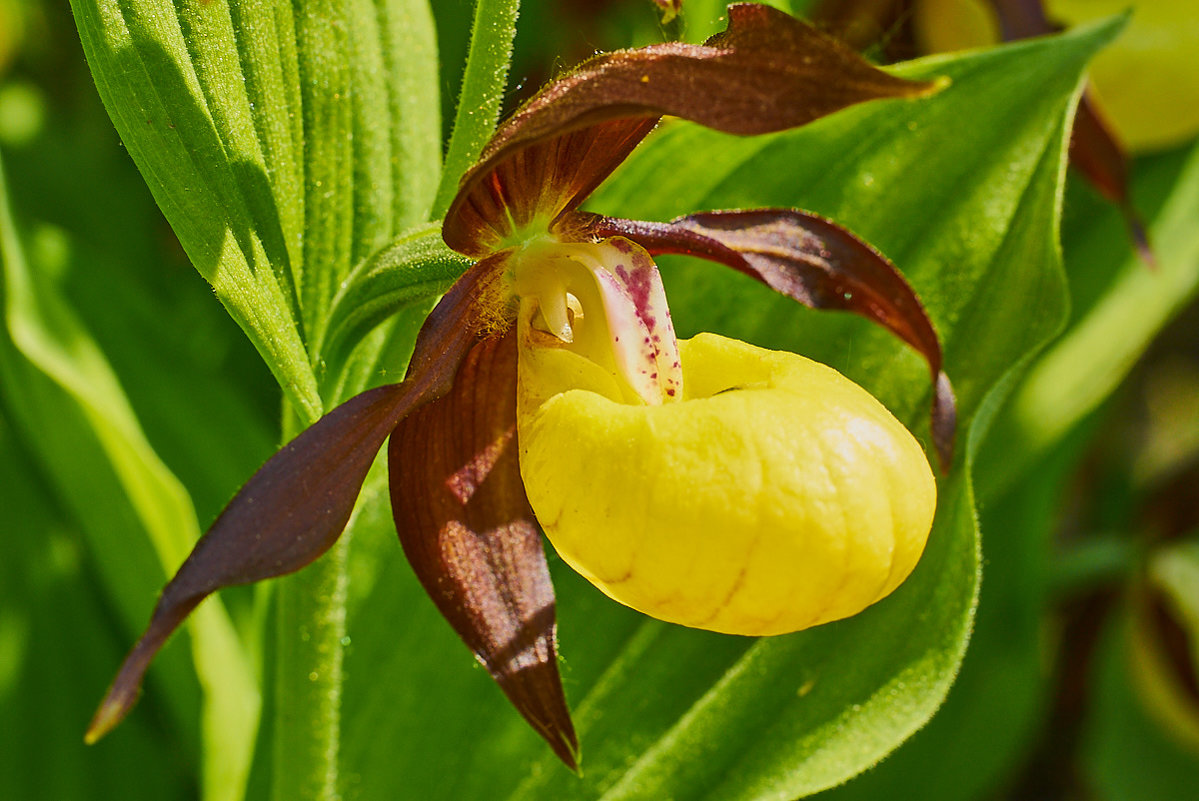 раситенне верелина бошмацок. венерин башмачок крупноцветный. венерин башмачок cypripedium calceolus. северная орхидея венерин башмачок.