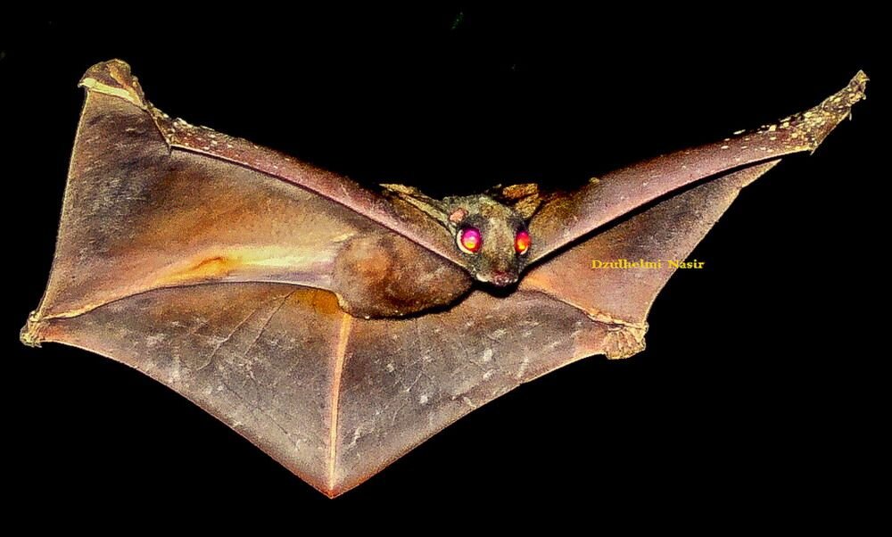 Я ужас, парящий на крыльях ночи