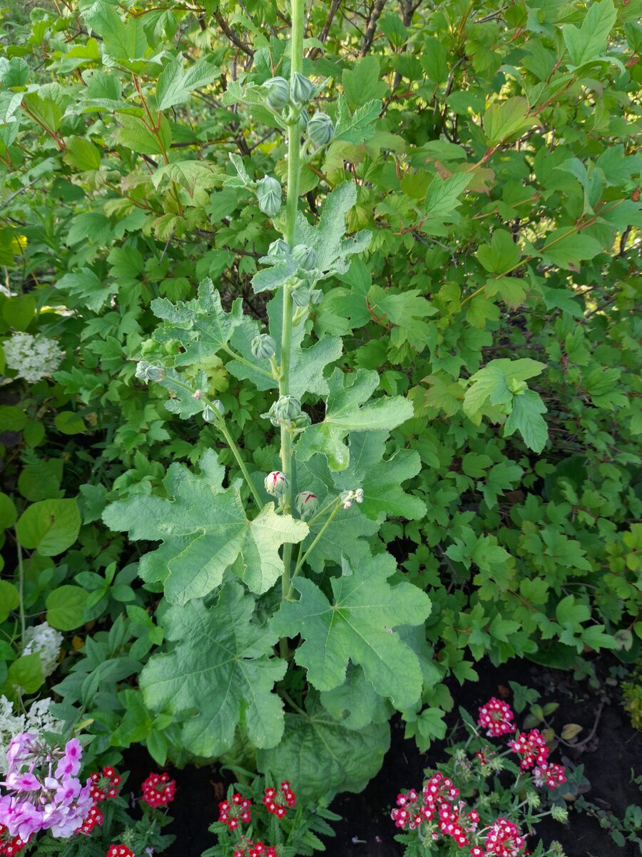 Шток-роза и вербена Люцифер