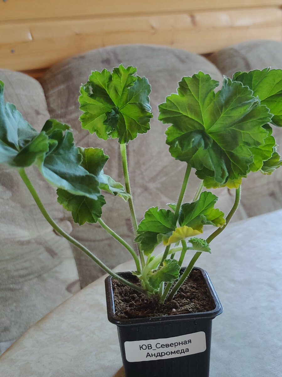 ЮВ Северная Андромеда