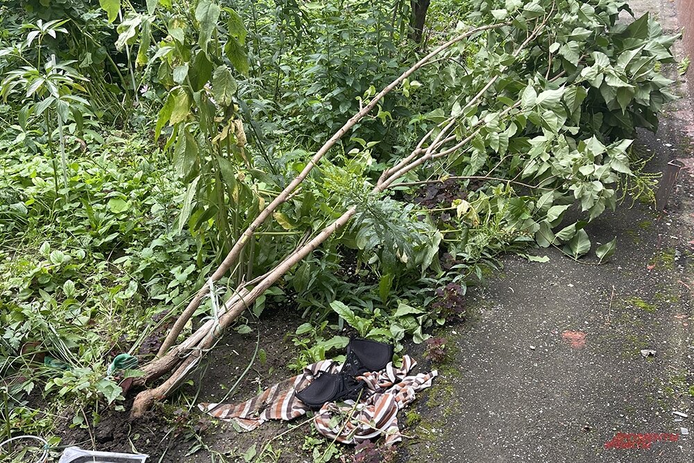 Порно Дядюшка вытрахал племянницу во дворе своего дома смотреть онлайн