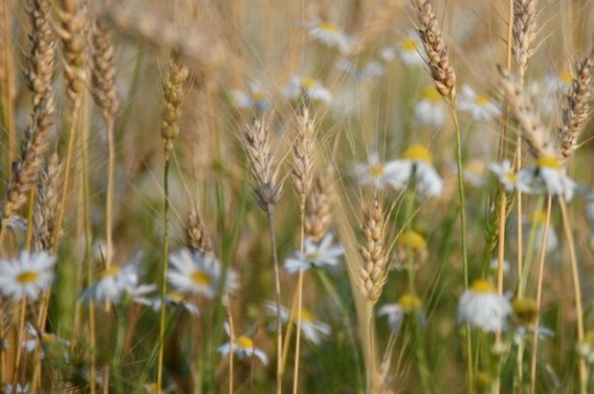    Тёплый август ожидается в Псковской области