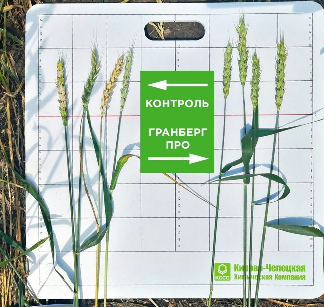 Гранберг Про, КЭ - Яровая пшеница ЭкоНива Курская область