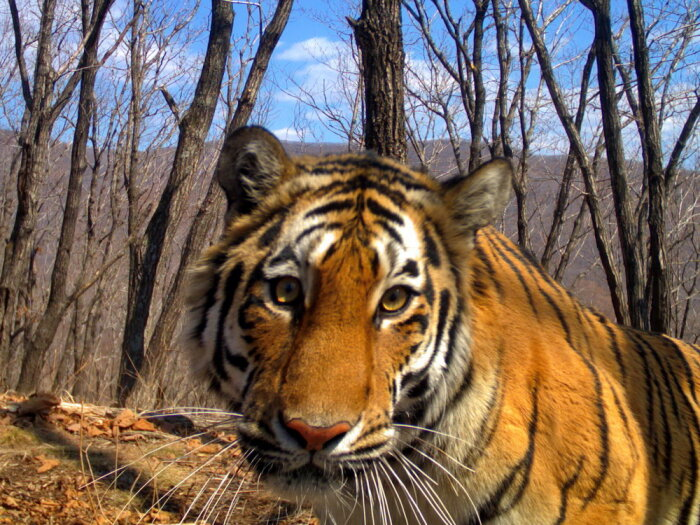 Фото: сайт Нацпарка "Земля леопарда". Амурские тигры - гордость Приморья