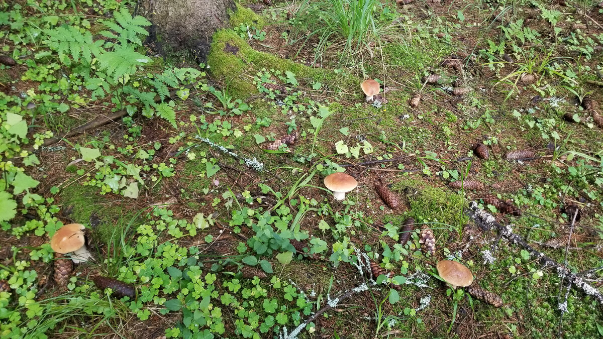 Грибная полянка