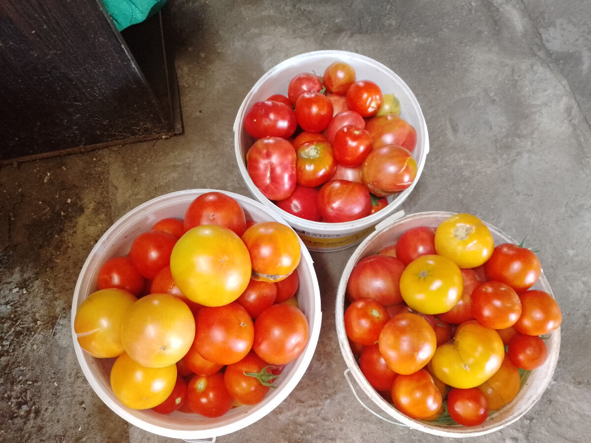 Часть помидорного урожая