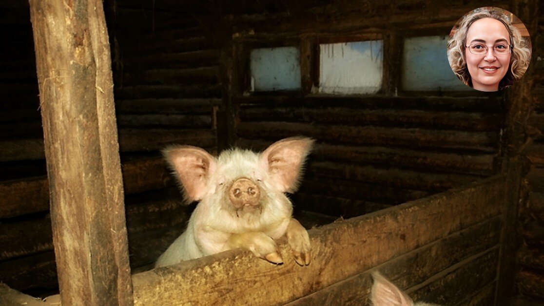 Живность на дачном участке разводить запрещено.