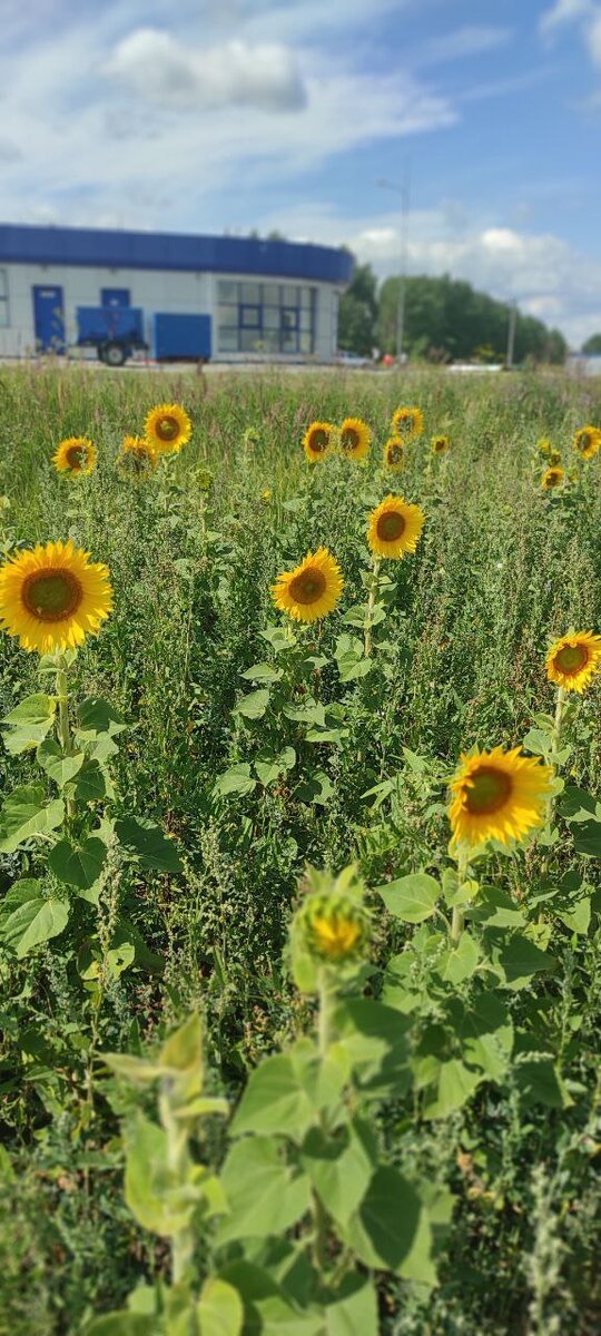 Половина пути из Уфы в Казань - это бескрайние поля подсолнухов.