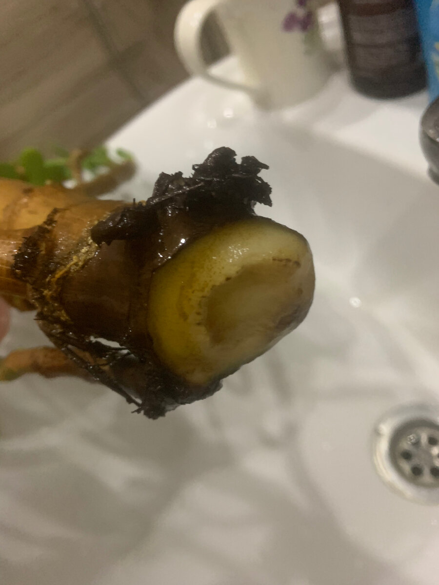 Вид нижней части ствола, где должны были в быть корни