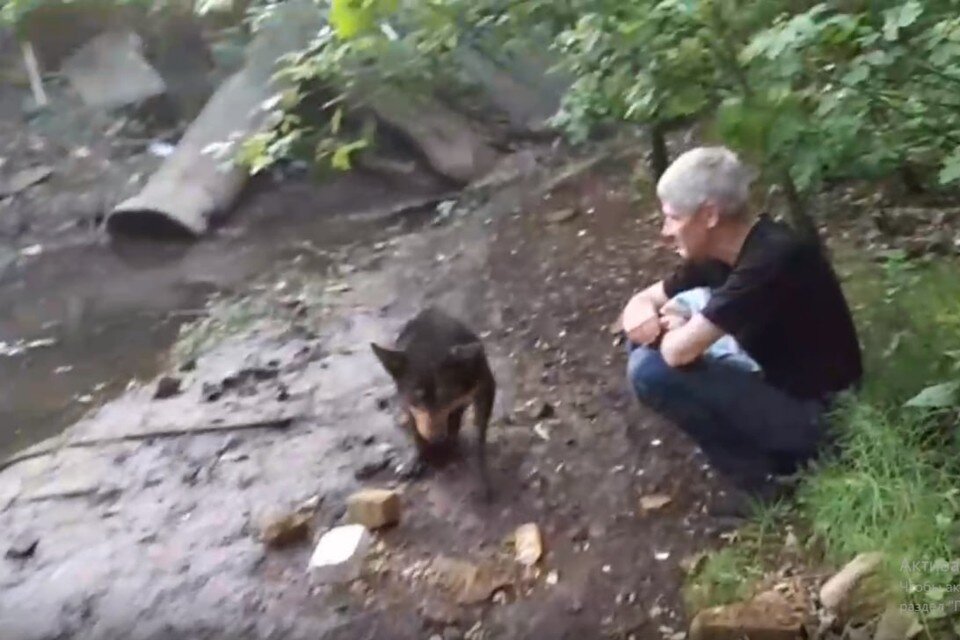    Собаку нашли в канаве со зловониями. Фото предоставила Лара Саплина.