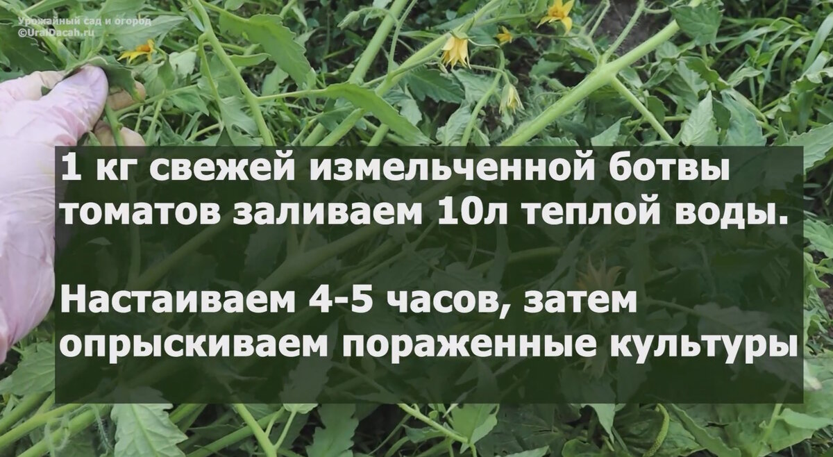 Недавно нам позвонили друзья и спросили, какой у нас в этом году урожай. Я немного удивилась, середина лета — это не тот период, когда можно точно сказать, плодородный сезон или нет.-9