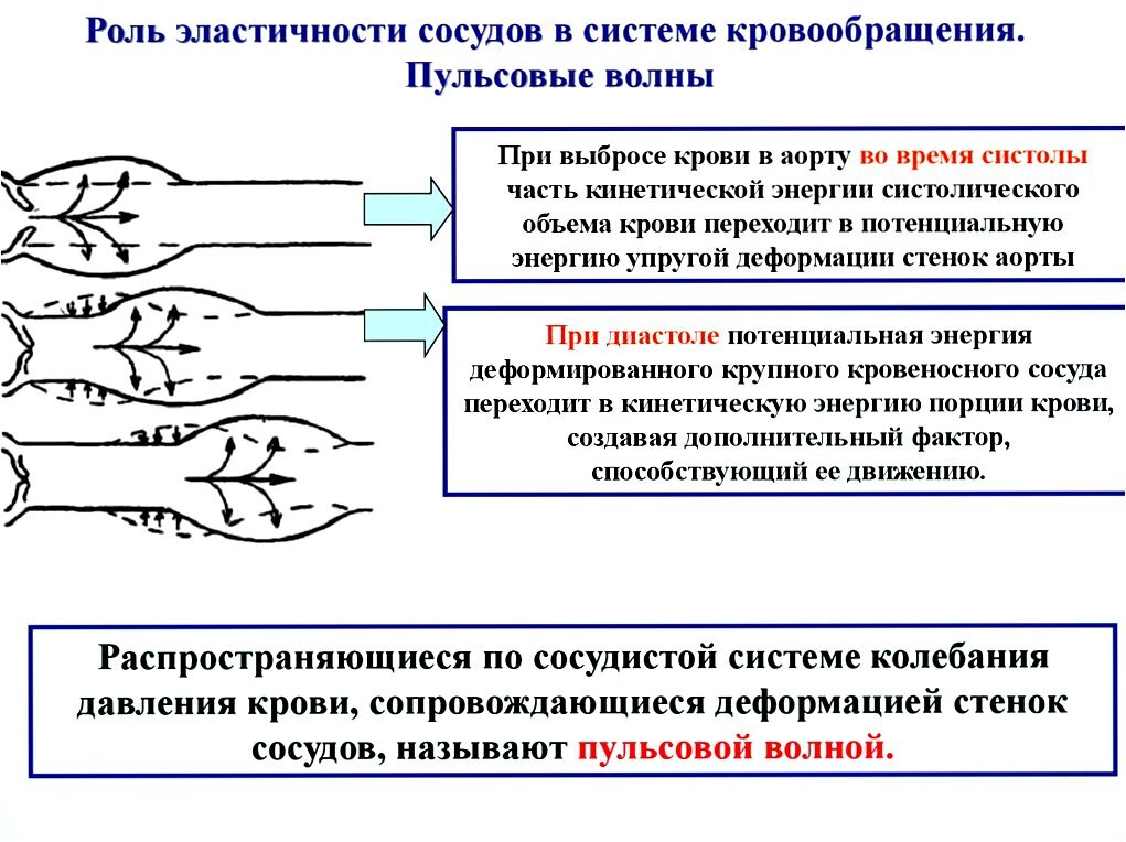 Значение эластичности сосудистой стенки