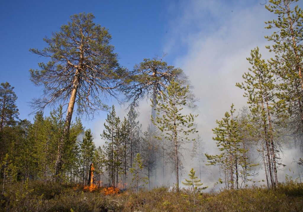    В Югре действуют пять лесных пожаров на площади 243 га