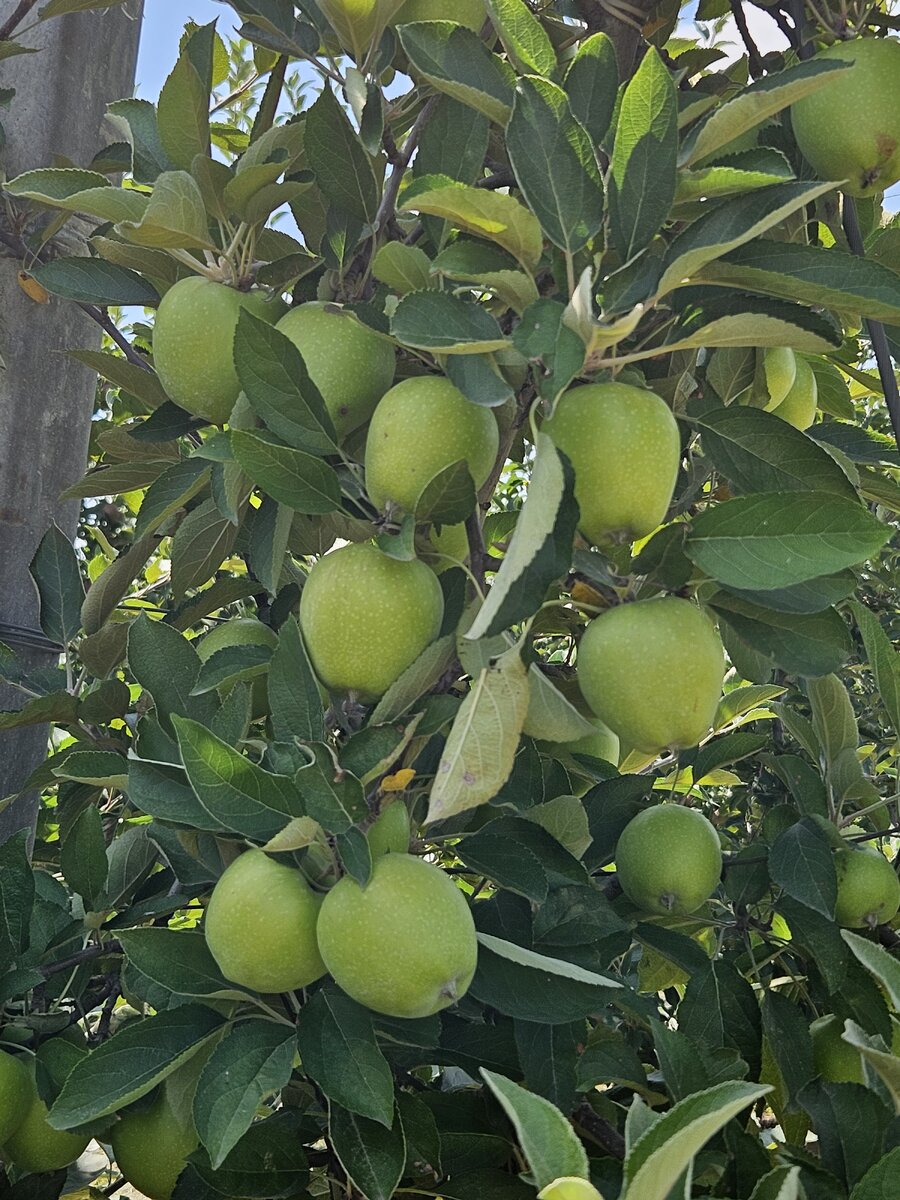 Фото: Александр Сучков, "Краснодарские известия"