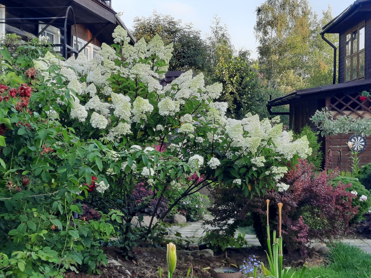 Давно по саду мы не гуляли, уж август наступил. | Дачная авантюристка ...