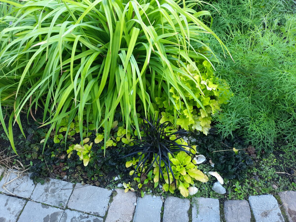 Давно по саду мы не гуляли, уж август наступил. | Дачная авантюристка ...