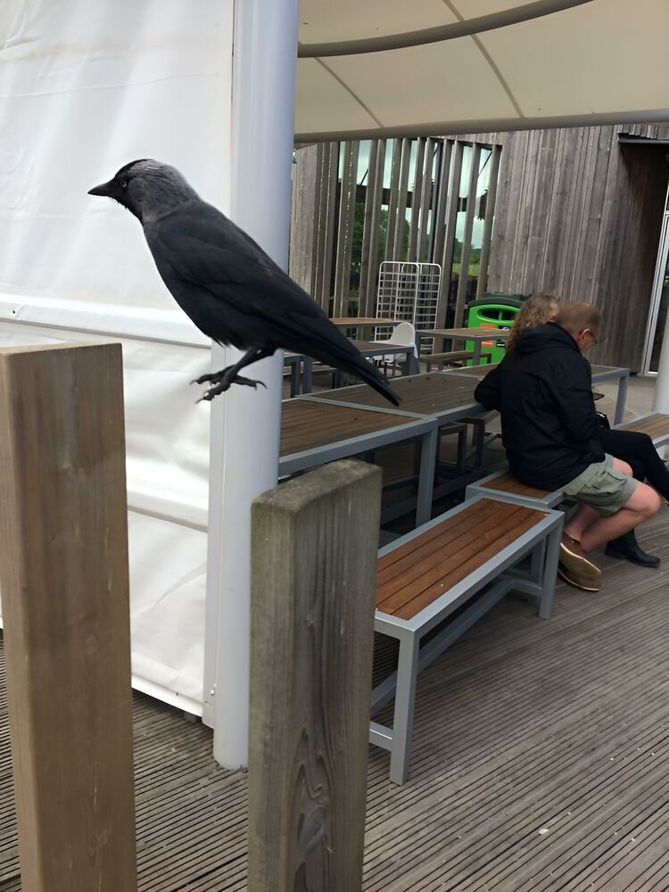 Источник: https://www.reddit.com/r/mildlyinteresting/comments/c0msbz/crow_hopped_as_i_took_his_photo