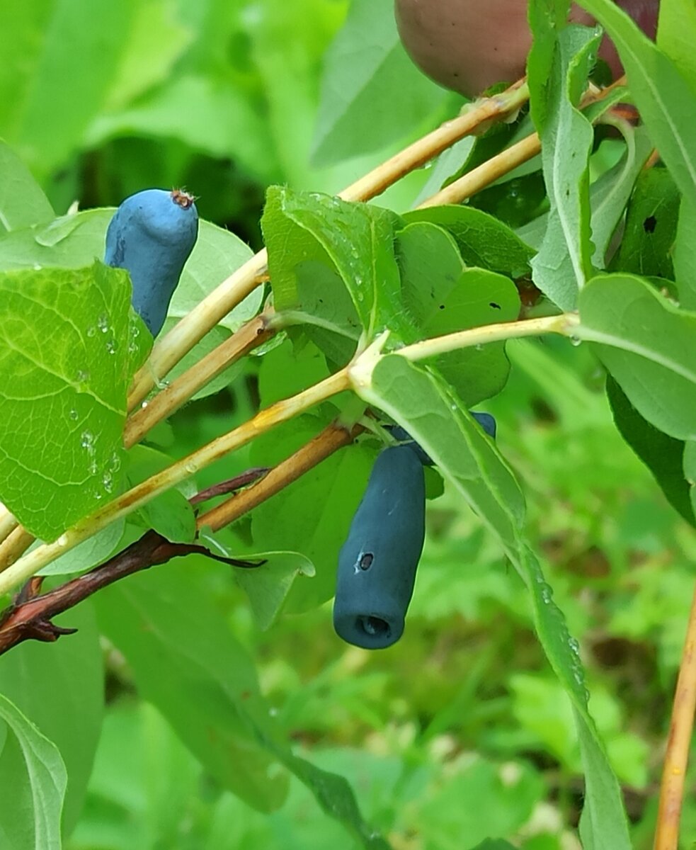 Сорт жимолости морена отзывы. Жимолость. Honeysuckle.