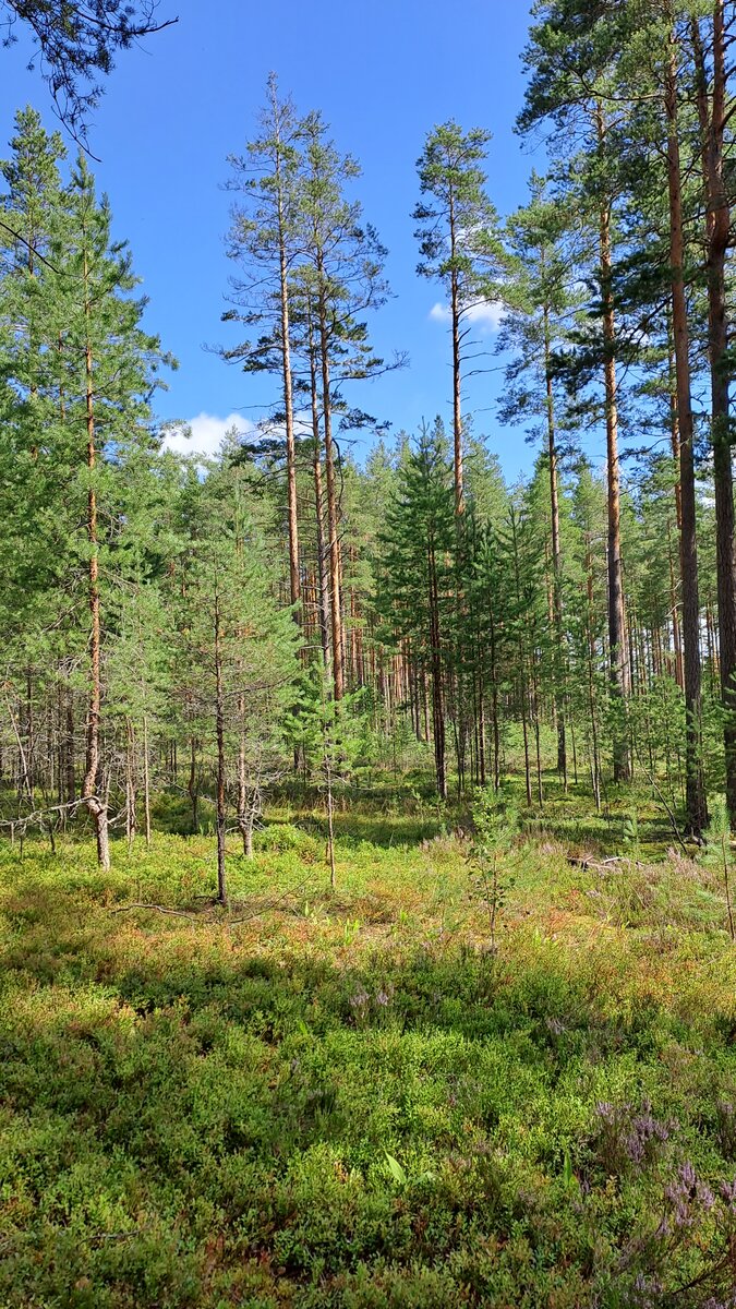 Лес. Фото автора. 