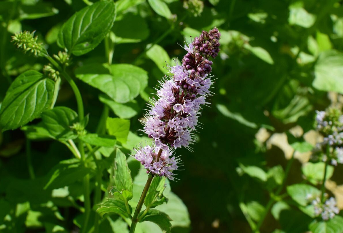 Яванская пачули. Pogostemon Patchouli. Пачули Pogostemon cablin. Пачули (Patchouli).