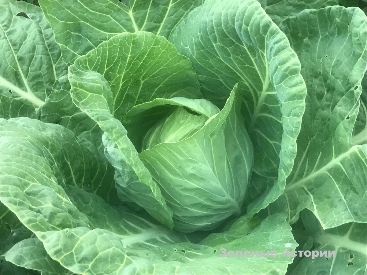 их зеленая история