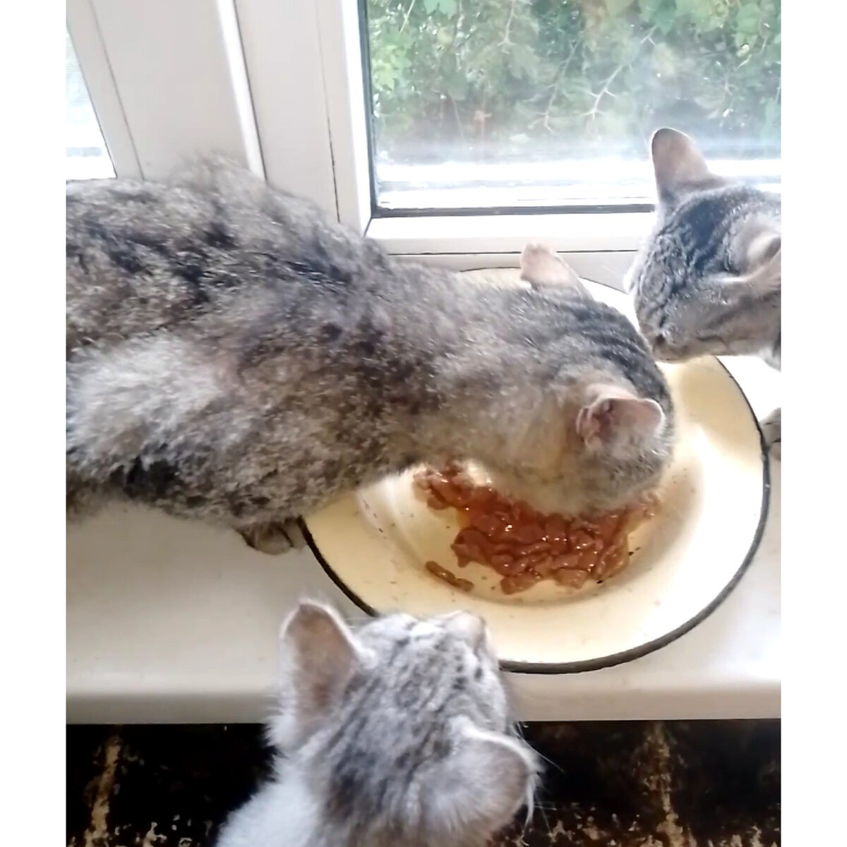 Котята в шоке, кто ты? 