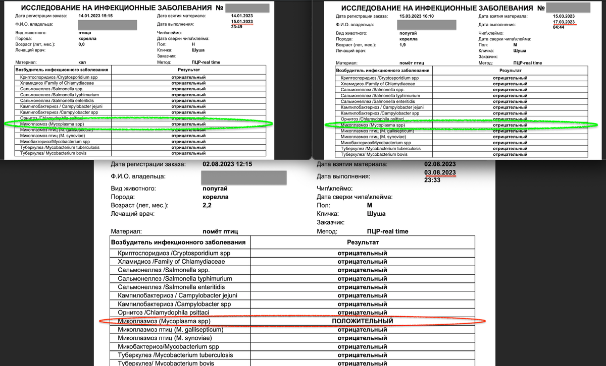 микоплазмоз птиц был обнаружен у попугаев только с третьей попытки и через 8 месяцев лечения. Заразиться птицы нигде не могли. Т.е. инфекциия просто не обнаруживалась методом ПЦР.
