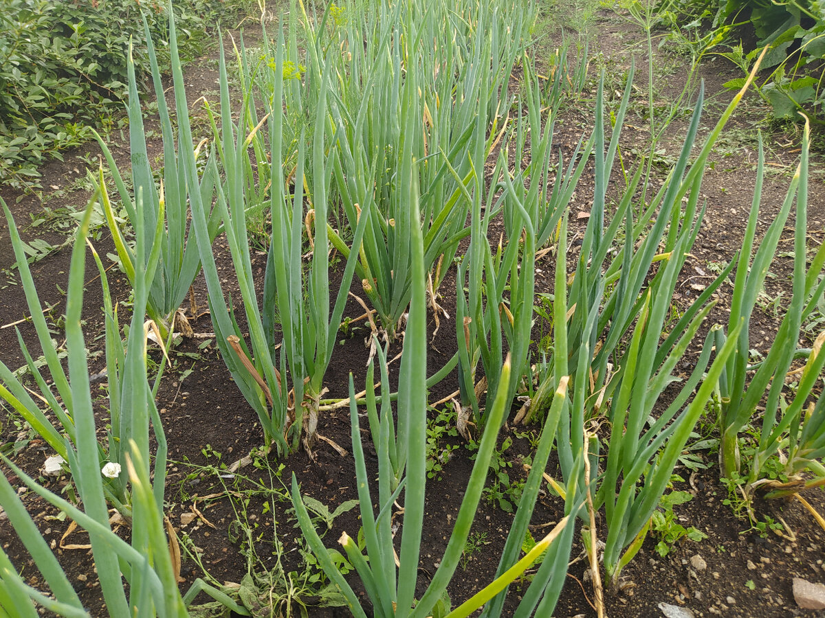 Фото автора. Лук порей на грядке
