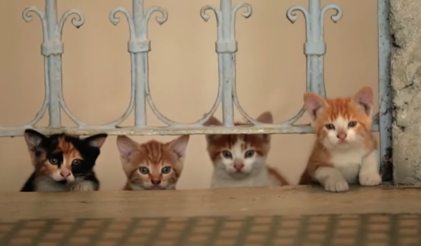 Скриншот из трейлера картины 