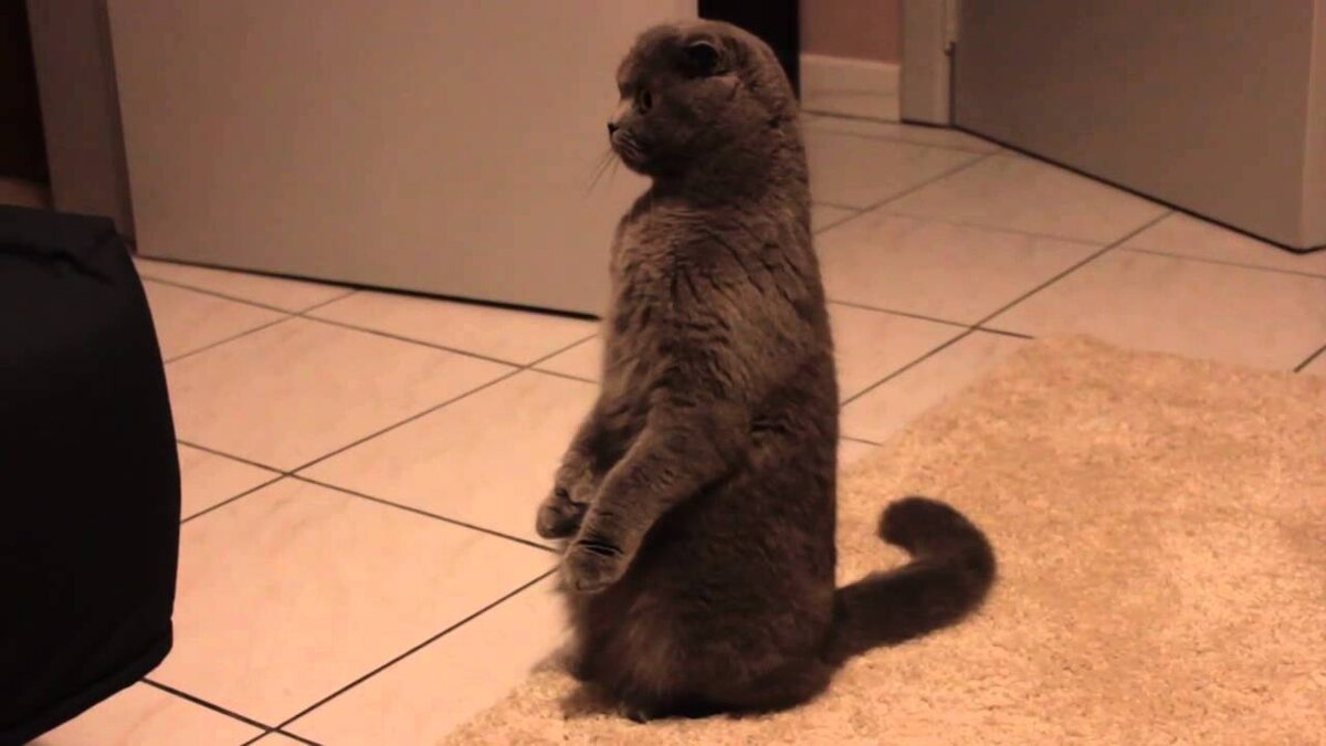 Шотландская вислоухая кошка суслик. Шотландская вислоухая кошка на задних лапах. Кот стоит. Кот в позе суслика. Кошка встает на задние лапы