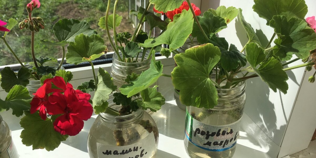 Черенки герани в баночках с водой: долго ли ждать корешков