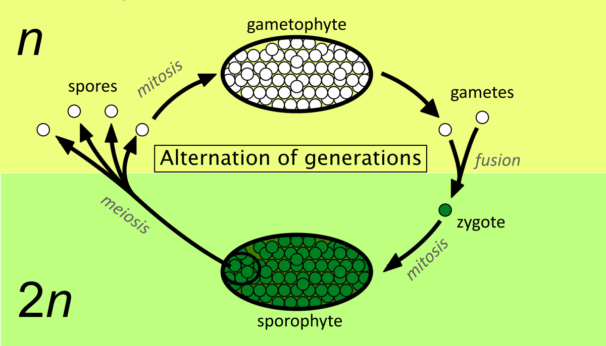 Гамета гаметофит спорофит. Жизненный цикл равноспоровых растений. Схема чередования поколений у растений. Жизненные циклы растений гаметофит и спорофит. Метагенез это в биологии.
