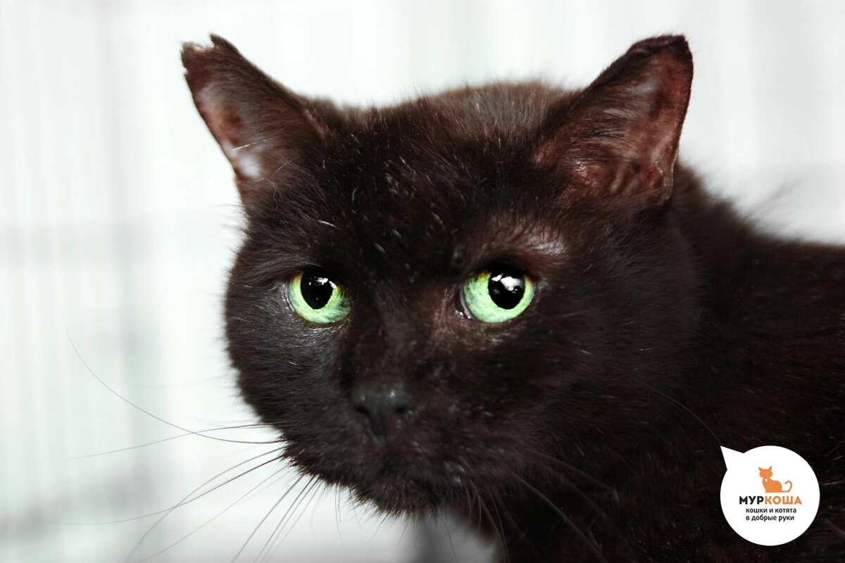 Чернышка бывшедомашняя кошечка.