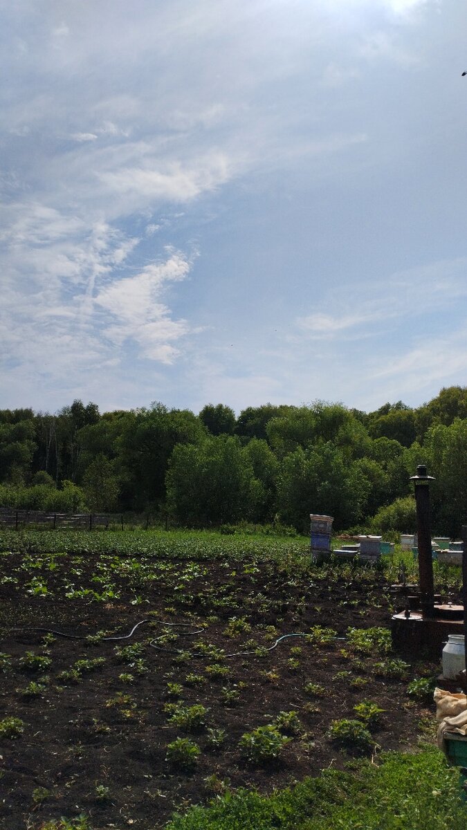 Огород в деревне