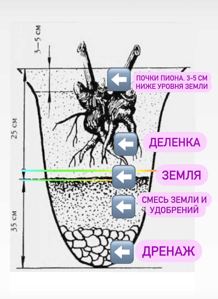 Яма для пиона