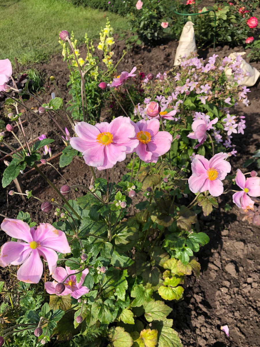 Про посаженные розы и цветы | Цветущий сад Татьяны | Дзен