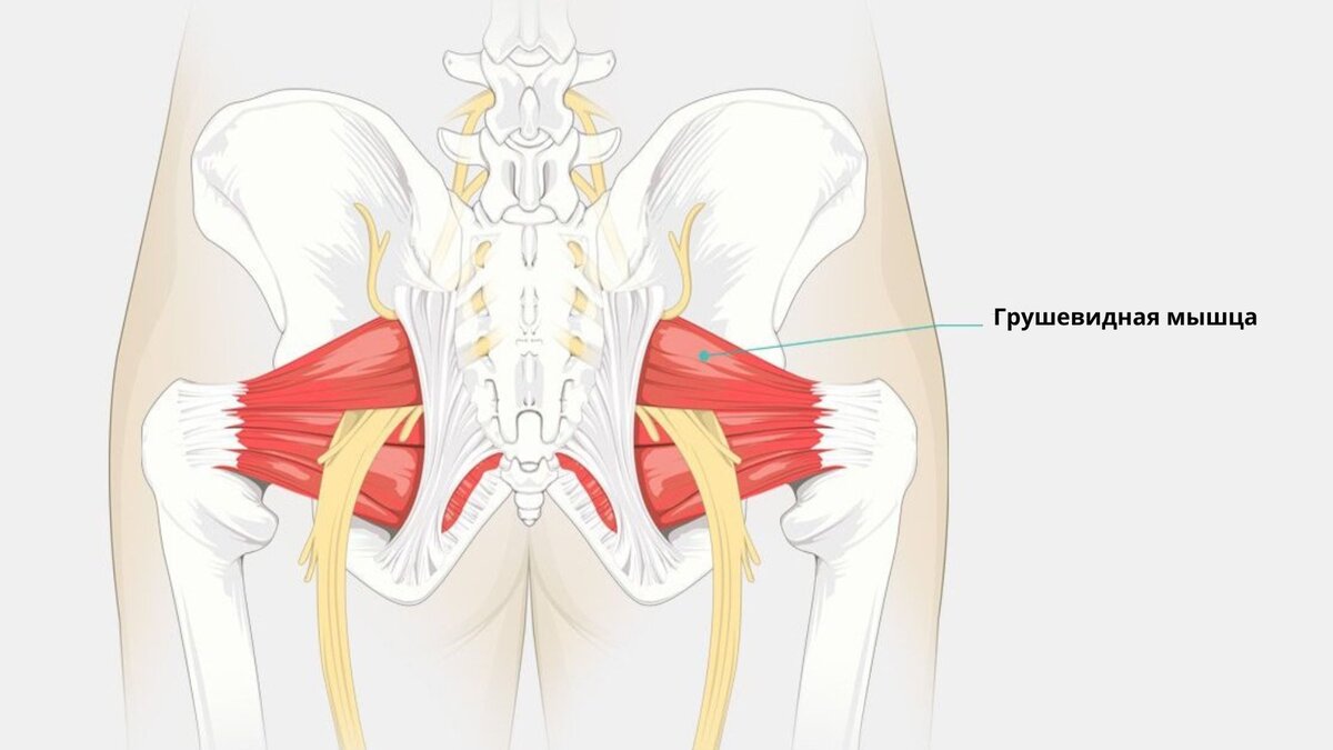 Синдром грушевидной мышцы. Грушевидная - Piriformis. Piriformis мышца. Грушевидная мышца и седалищный нерв. Тазобедренный сустав анатомия грушевидная мышца.