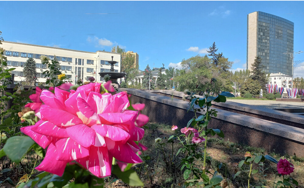 Розы на главной площади Донецка