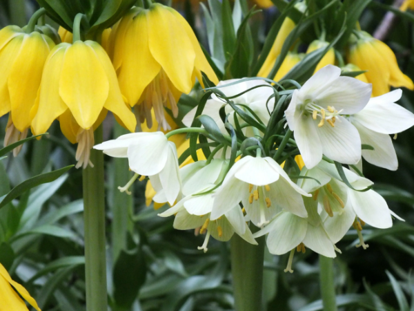 Рябчик императорский Лютея и рябчик с лепестками белого цвета. Названия не знаю. Фото из инета