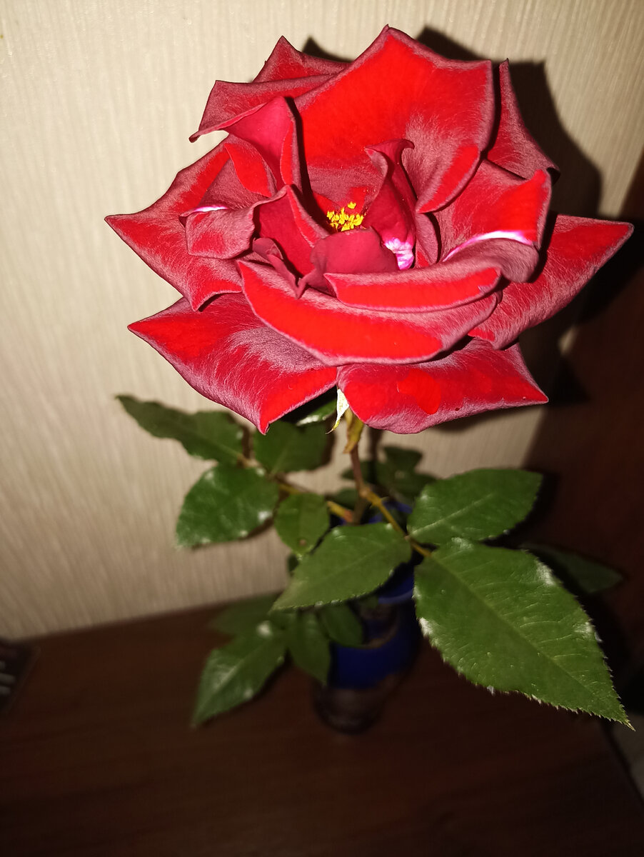 Просто роза 🌹 моя