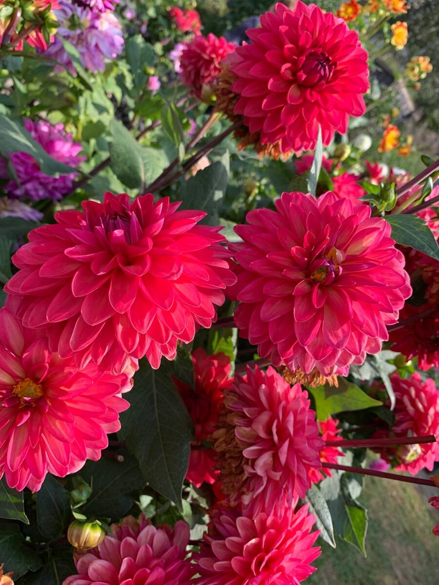 Цветут георгины