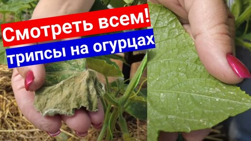 Трипсы в теплице с огурцами! Как они выглядят и каким средством обработать от трипсов