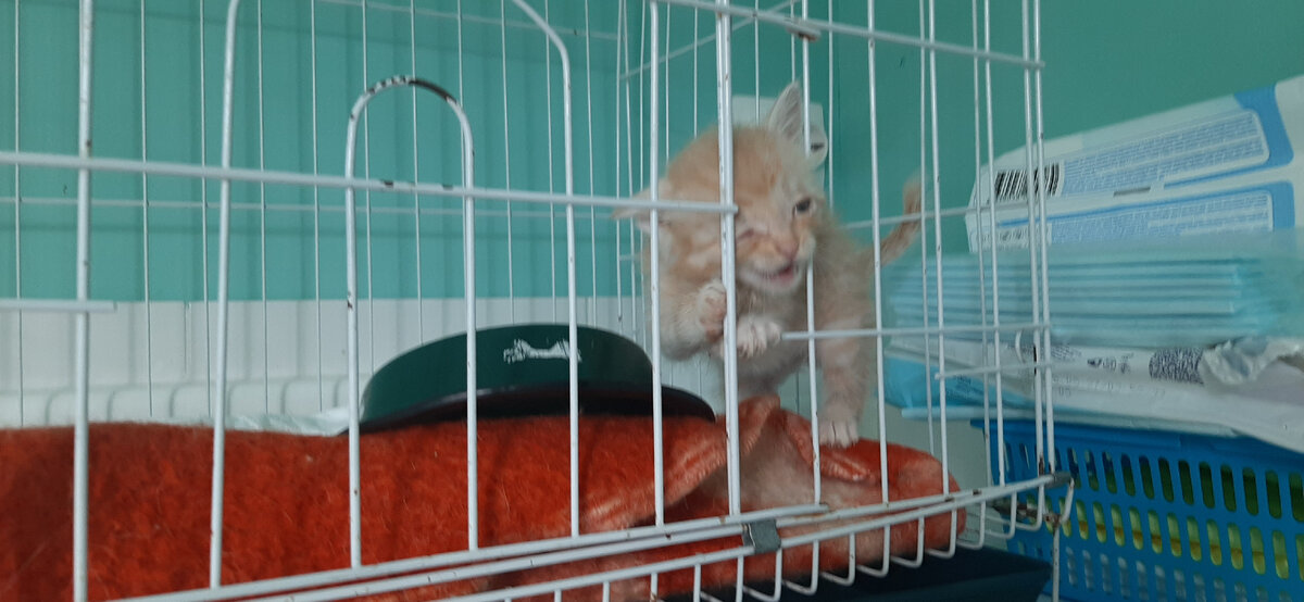 Котенок Огонёк