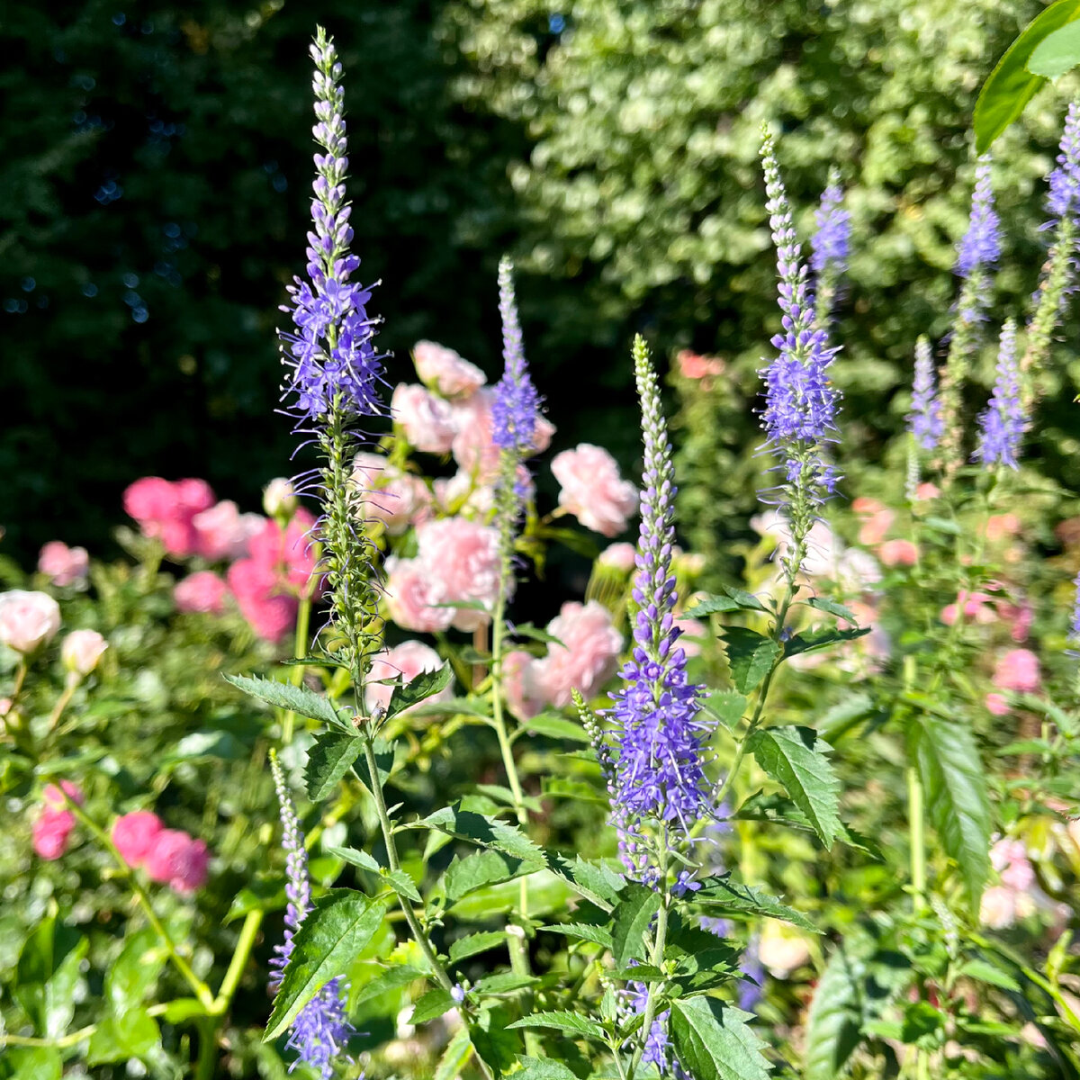 Дикая вероника колосковая