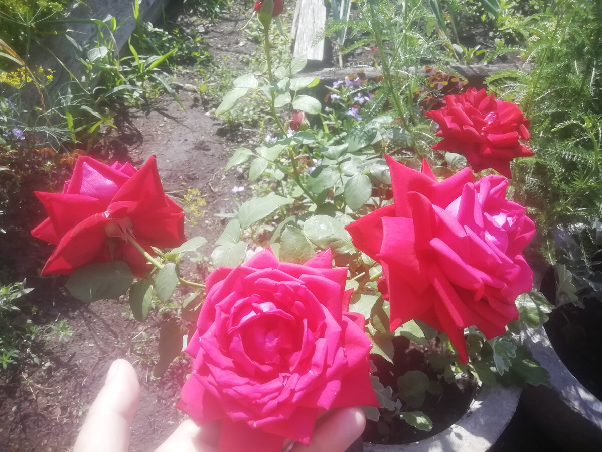 Кто смотрит мои видео, узнает эту красотку. Эта роза в прошлом году цвела 1 раз и уже осенью. Был всего 1 цветок. 2 года подряд сильно болела. Я думала, что зиму она не переживет. Но, вопреки моим прогнозам, она не только перезимовала хорошо, но и цветет как никогда  нарядно. 