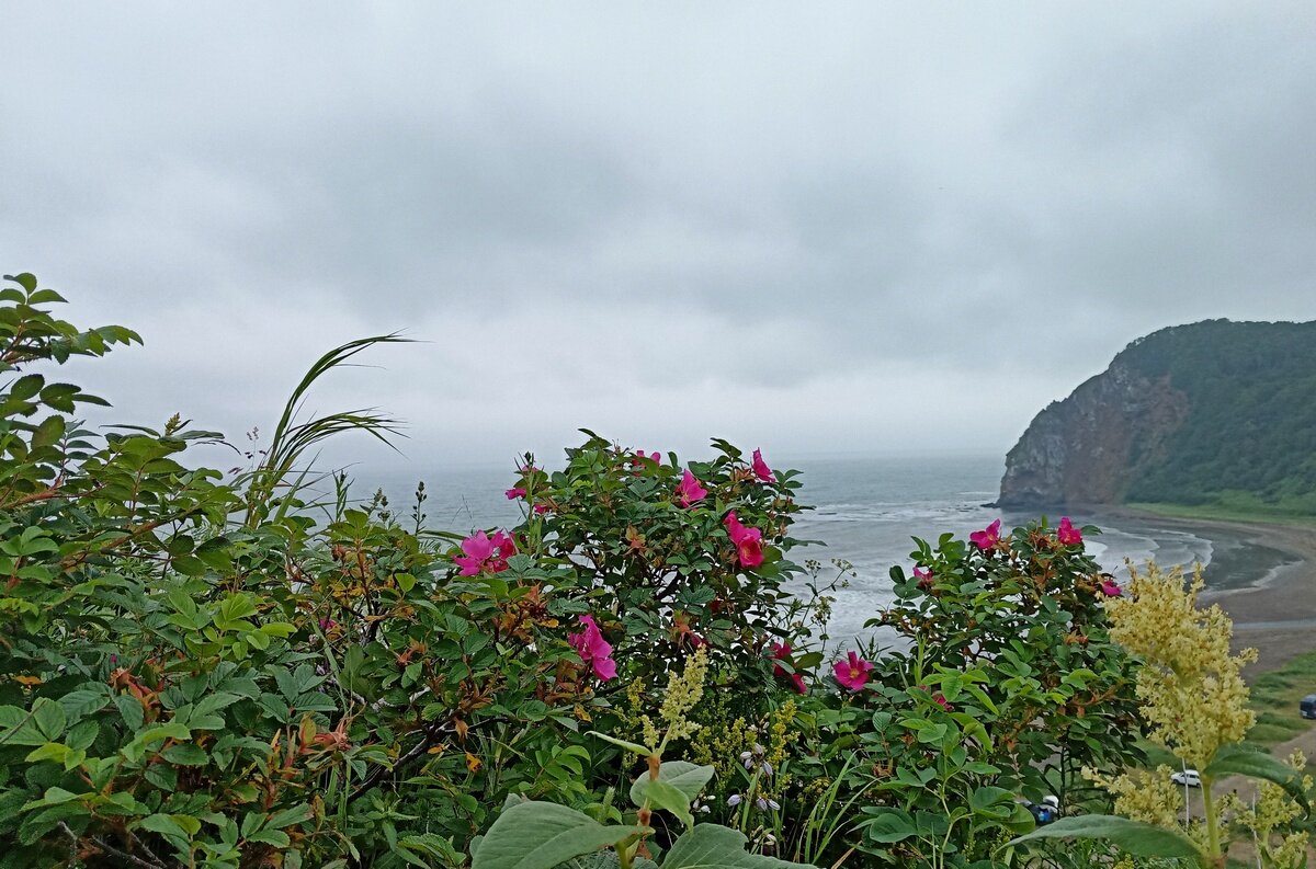 Цветы восточного берега