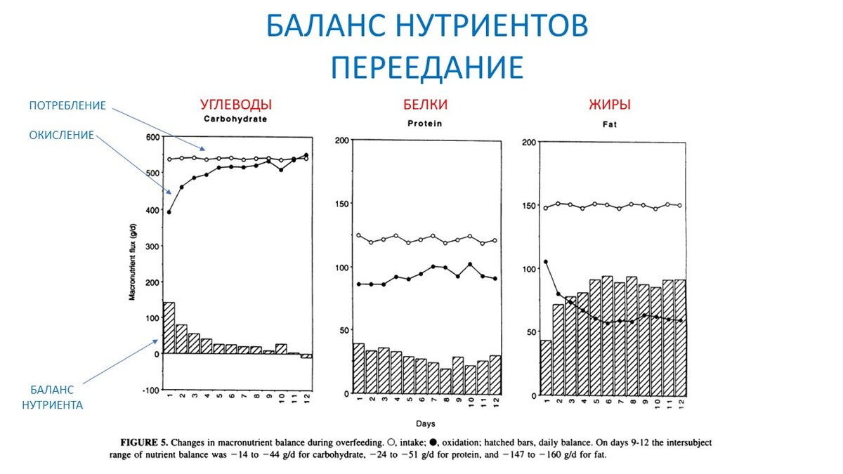 Масса жира и расход энергии при недоедании и переедании. Научный  эксперимент | Василий Волков | Дзен