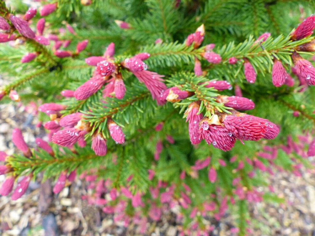 Окрас ели. Ель обыкновенная Круента (Picea Abies cruenta). Picea Abies Rydal. Ель обыкновенная Picea Abies 'cruenta'. Ель обыкновенная Райдал Picea Abies Rydal.