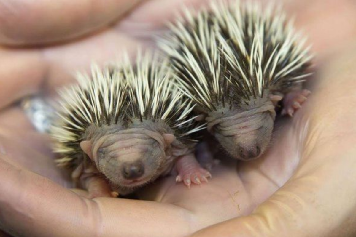 Как выглядят детеныши дикобраза. Крошки-дикобразики. Источник фото: pikabu.ru